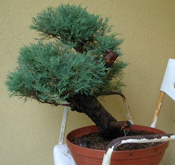 Juniperus TB 2.jpg