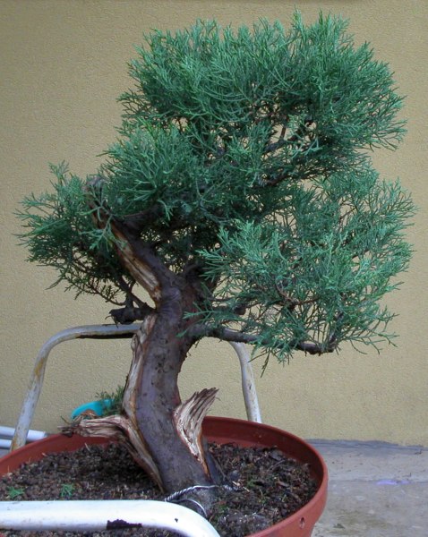 Juniperus TB 3.jpg