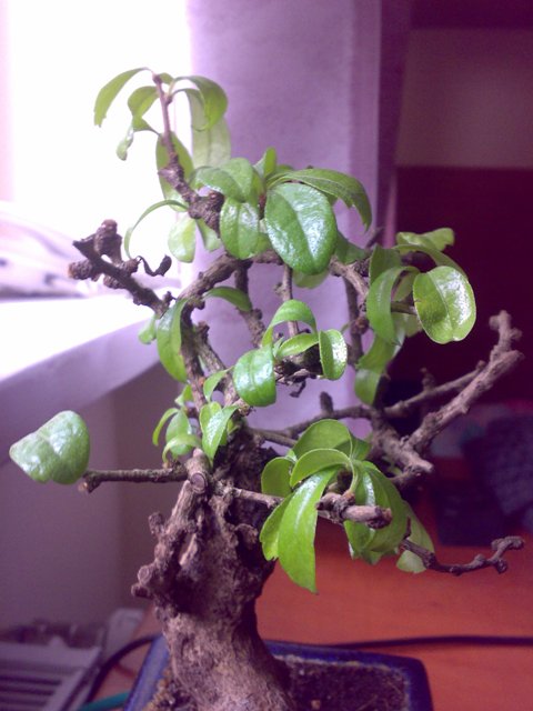 bonsai z boku.jpeg