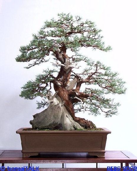 Juniperus sierra875.jpg