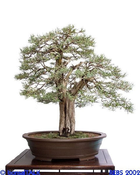 mini-Juniperus8743.jpg