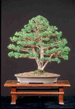 Juniperus chinensis51cm.jpg
