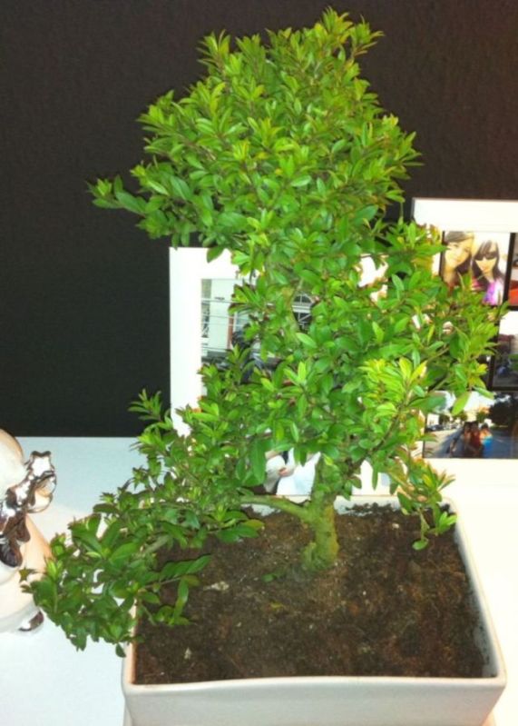 new bonsai.jpg