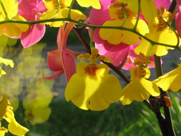 zbliÂżenie kwiatu (na tle innego phalaenopsisa)