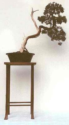 juniperus chinensis 2.jpg