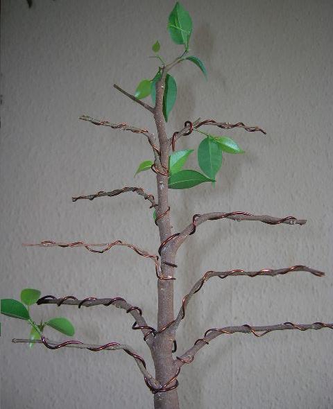 Ficus2.JPG
