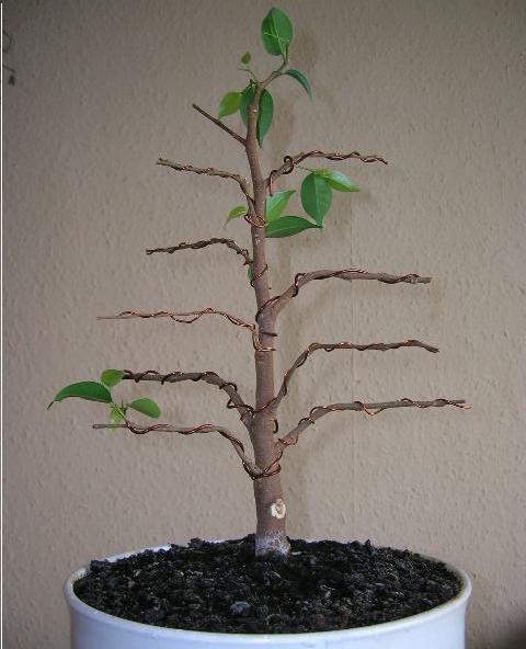 Ficus1.JPG