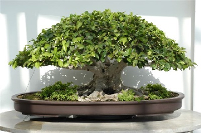 Ficus-400w-266h.JPG