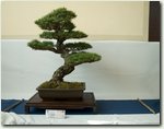 BONSAI kamcio 2009 - drzewko publiczności