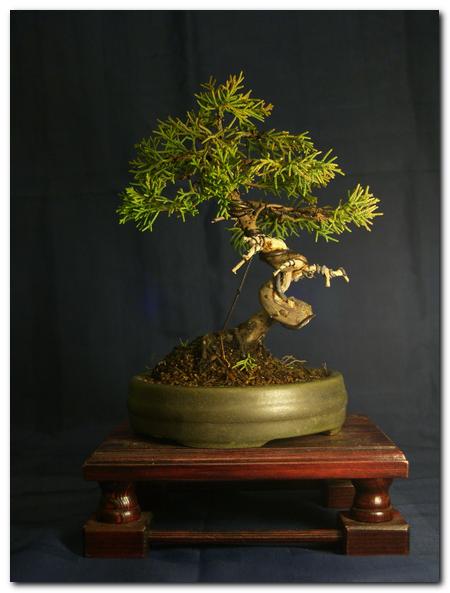 juniperus chinensis shimpaku_001.jpg