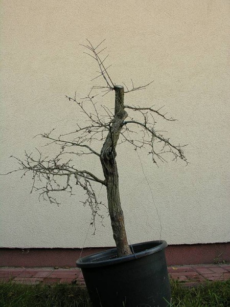 Listopad 2005 - koniec sezonu w ktĂłrym drzewo zostaÂło pozyskane
