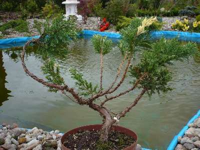 Tak siĂŞ prezentowaÂł na zdjĂŞciu w momencie zakupu