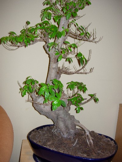 DSCN4018 (400 x 533)2.jpg