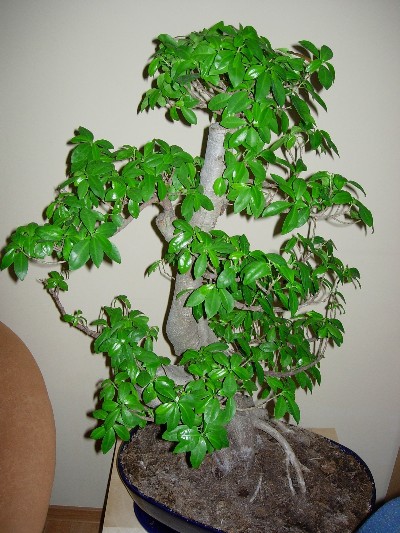 DSCN3537 (400 x 533).jpg