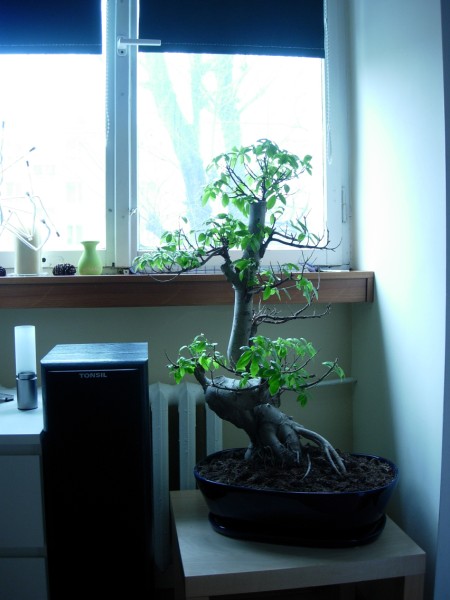 DSCN4028 (450 x 600).jpg