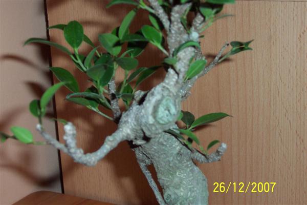 100_6129 (Custom).jpg