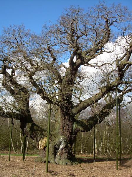 major oak.JPG