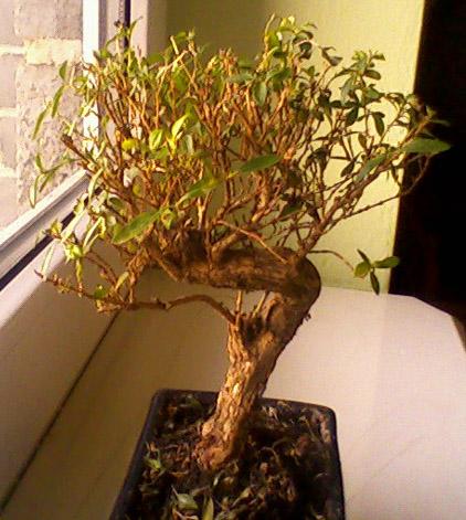 ZdjĂŞcia-0019 9 luty '08.jpg