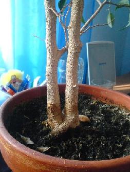 Ficus Natasha 2.JPG