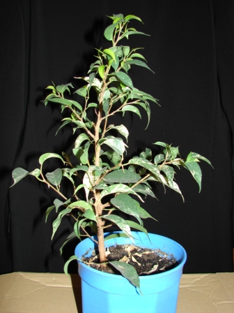 Ficus4.JPG