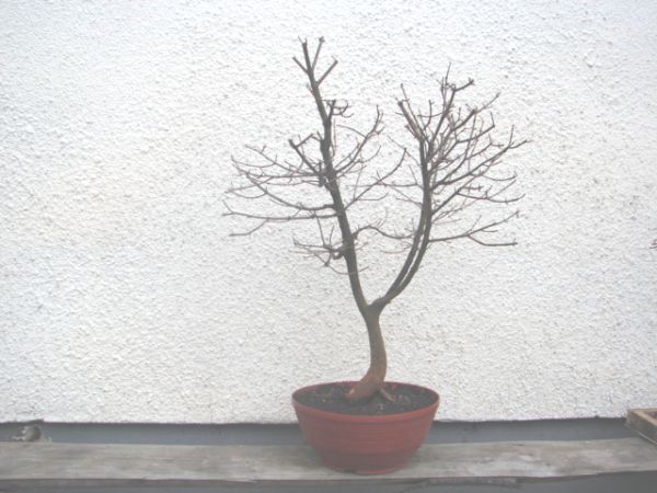 bonsai 001.jpg