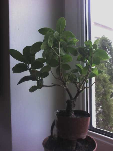 fikus po obniÂżeniu odkÂładu