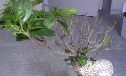 ficus2.jpg