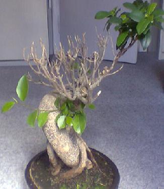 ficus3.jpg