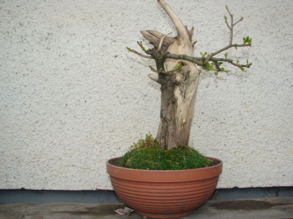 bonsai 036.jpg