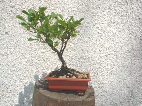 bonsai 065.jpg