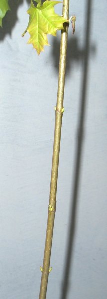 rozkÂład pĂŞdĂłw