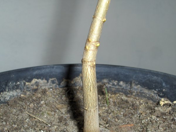 pieĂą - mÂłode pĂŞdy