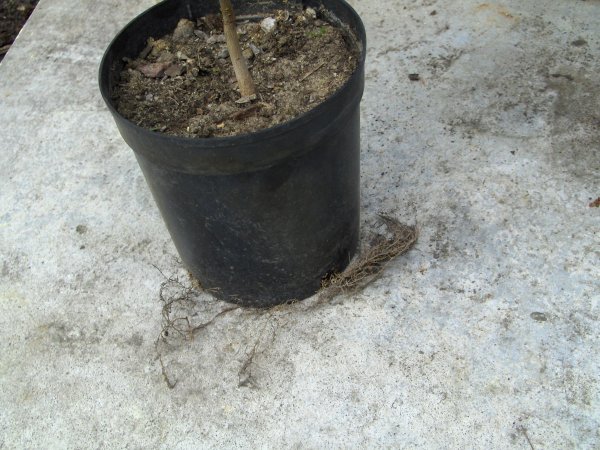 wychodzÂące korzenie... ;)