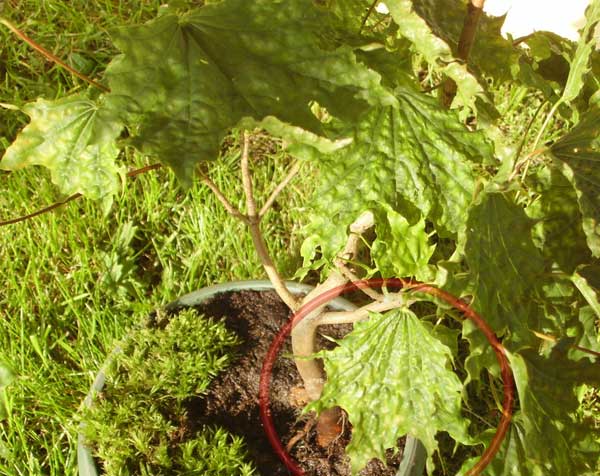 ciekawa forma liÂści...