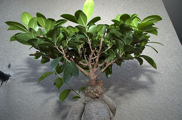 bonsai9.jpg