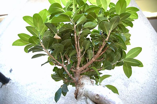 bonsai5.jpg