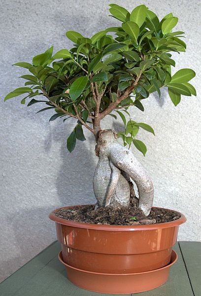 bonsai4.jpg