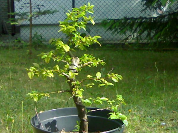 Miesiac po przycieciu