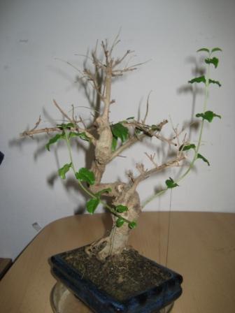 Bonzai 001.jpg