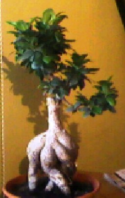 to jest moje bonsai