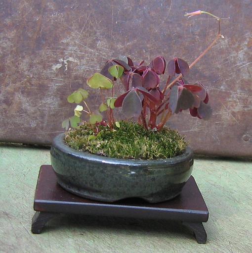 kusamono Wojtka-niestety już przekwitło...