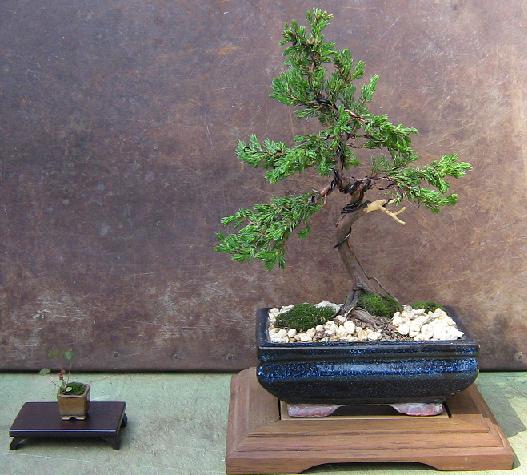 jałowiec i na nowo zmontowana koniczynka Wojtka