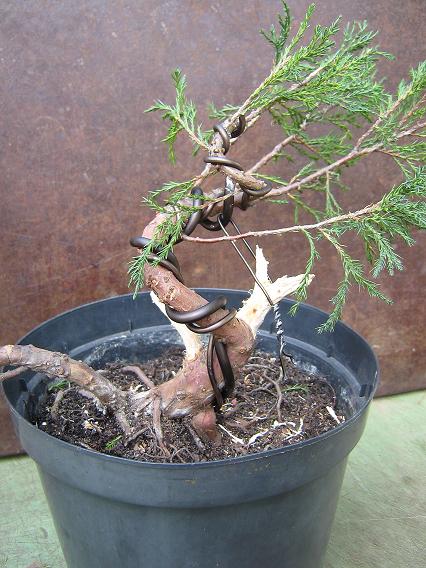 mój jałowczyk-na razie tylko wykręcony pień