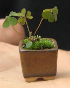 Moje pierwsze kusamono.