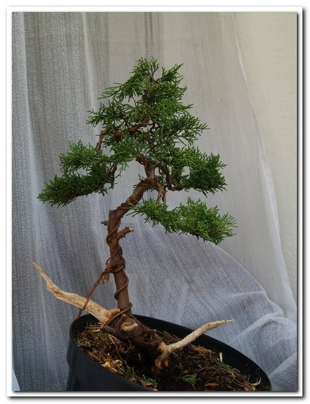 juniperus mediaf_001.jpg