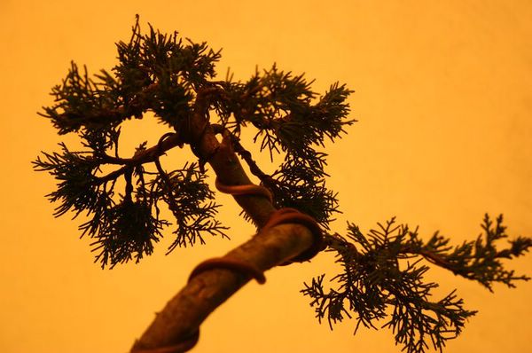 jalbunjinbisk1 [800x600] [640x480].JPG