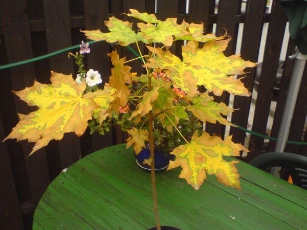 DSC00470.JPG