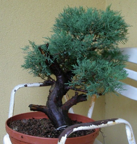 Juniperus TB 1.jpg