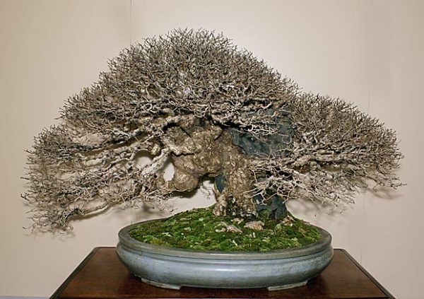 Prize Elm Kato.jpg