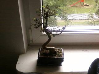 moje bonsai